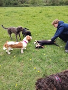 Dog Walking Reading